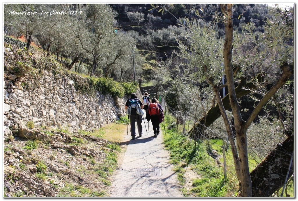 Creuza tra fasce ed uliveti ©2019 Maurizio Loconti
