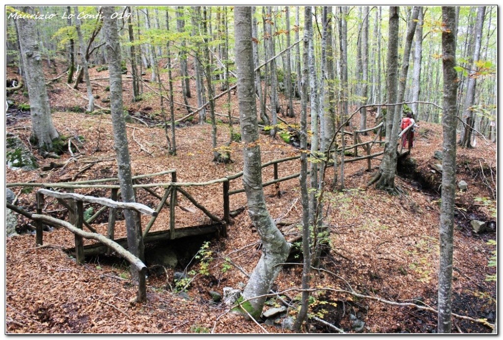 Nel cuore della foresta ©2019 Maurizio Lo Conti 