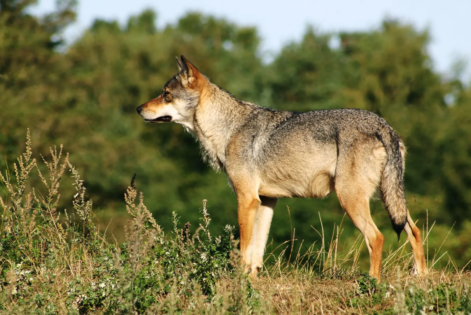 Canis lupus
