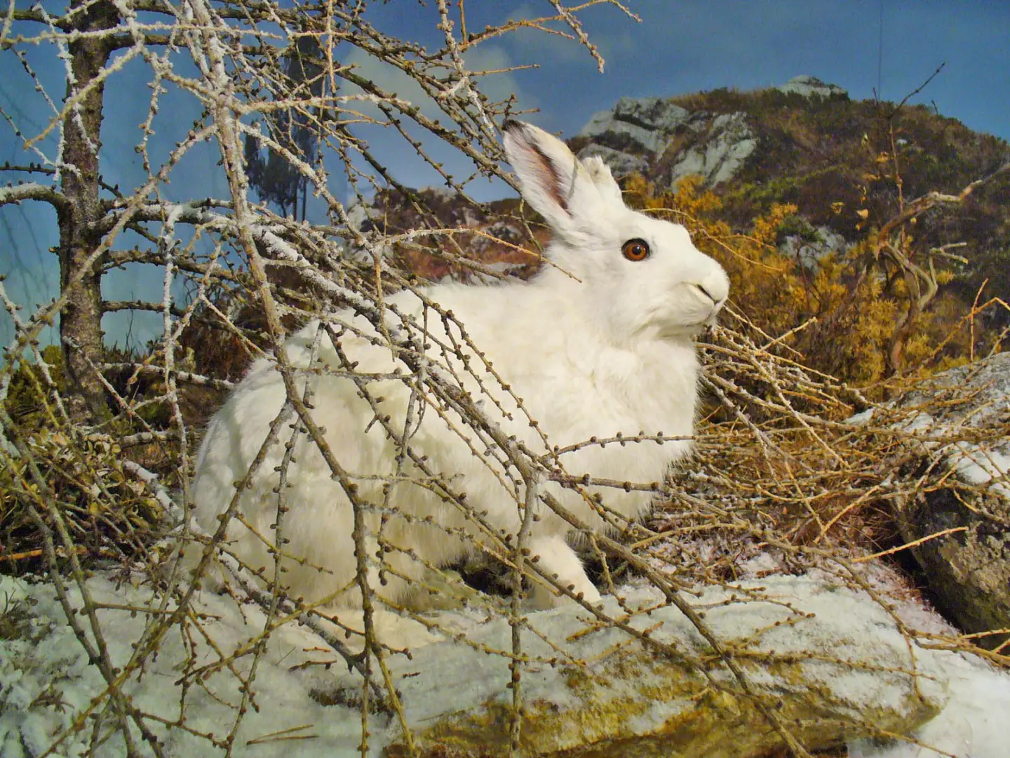 Lepus timidus