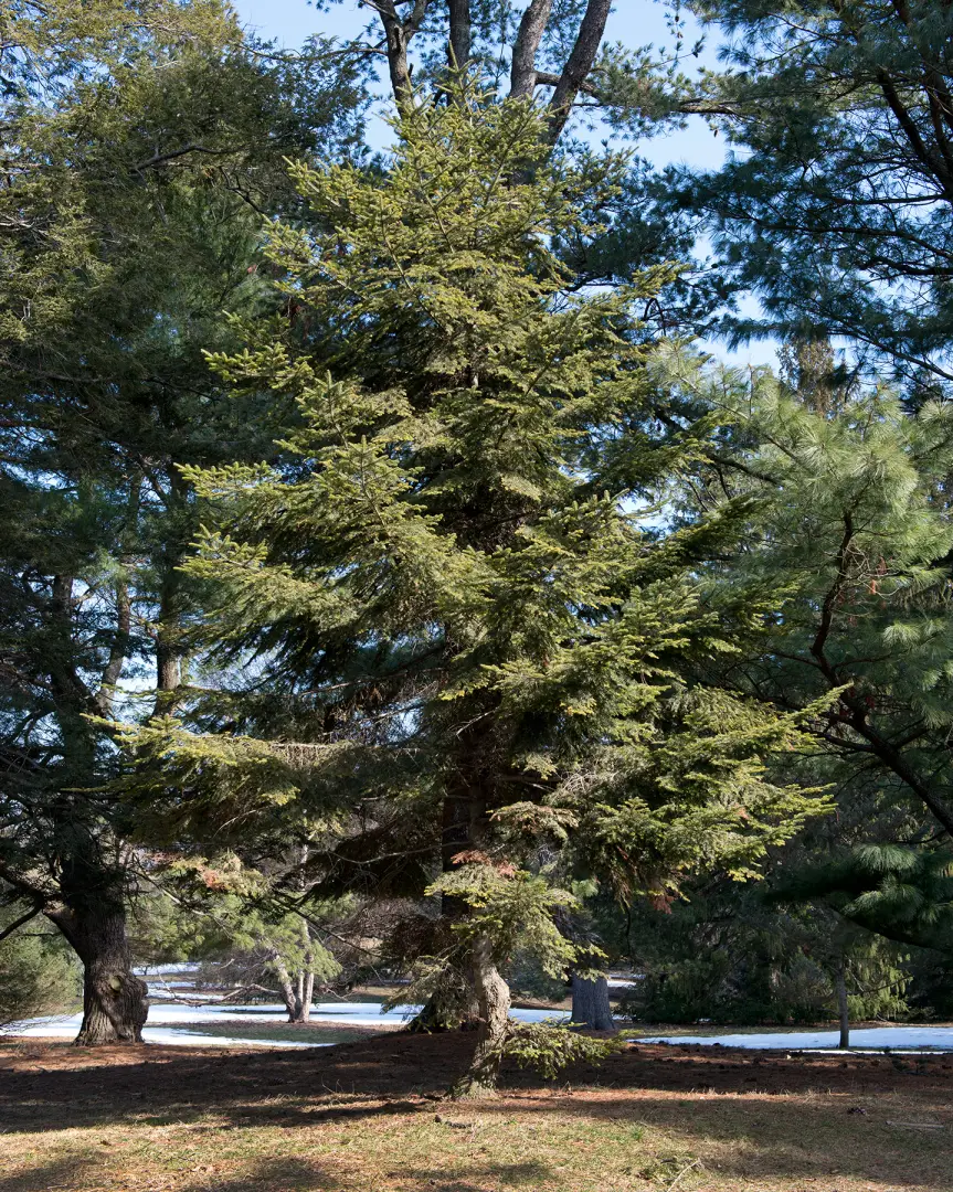 Silver Fir
