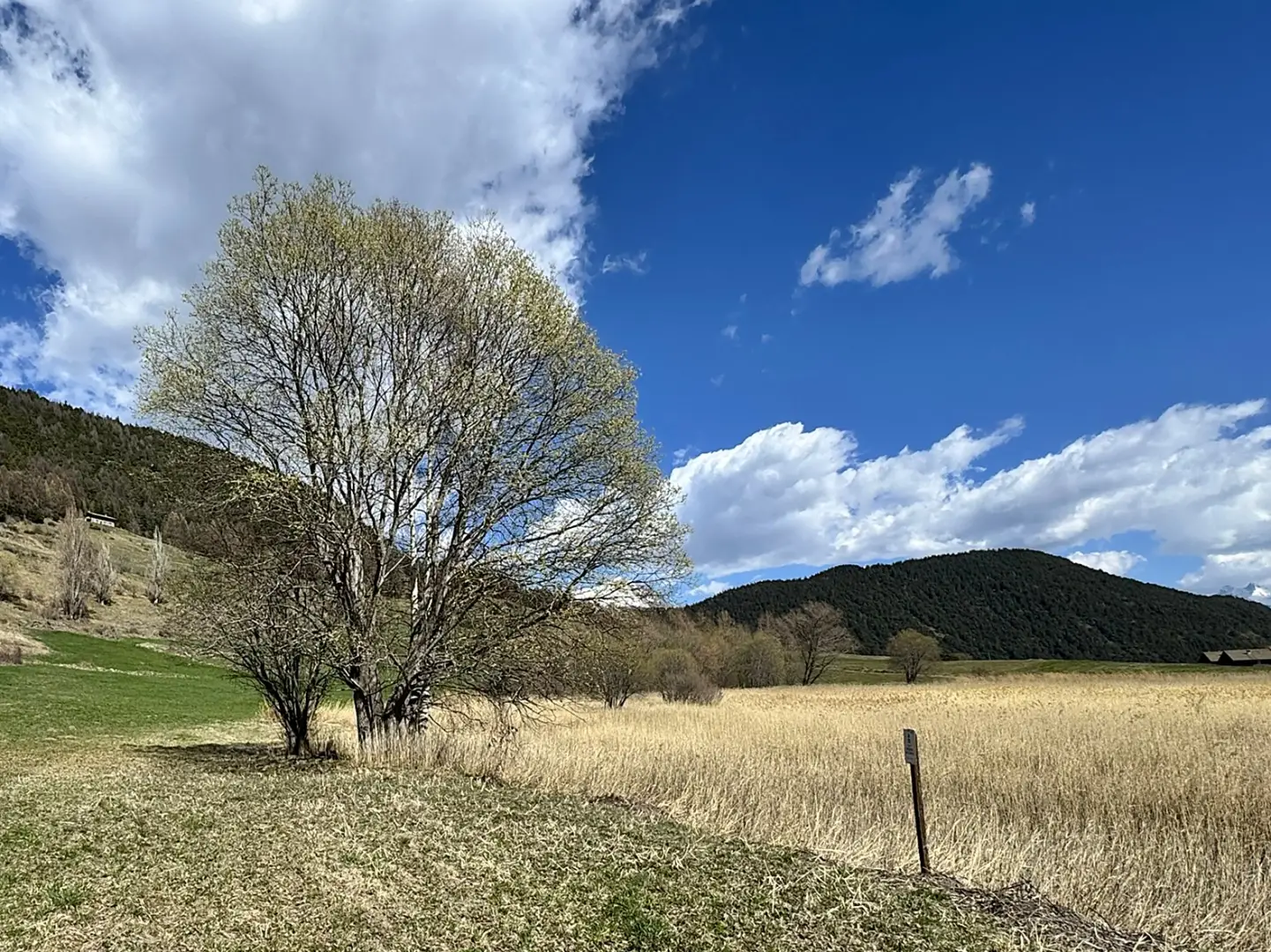 Betula pendula